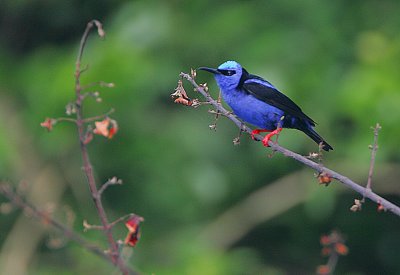 RED-LEGGED HONEYCREEPER MALE