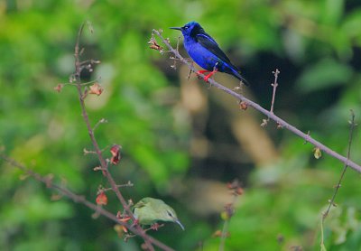 RED-LEGGED HONEYCREEPER PAIR