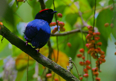 BLUE-BACKED MANAKIN MALE