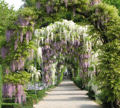 Wisteria-2.jpg