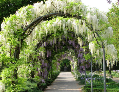 Wisteria-3.jpg