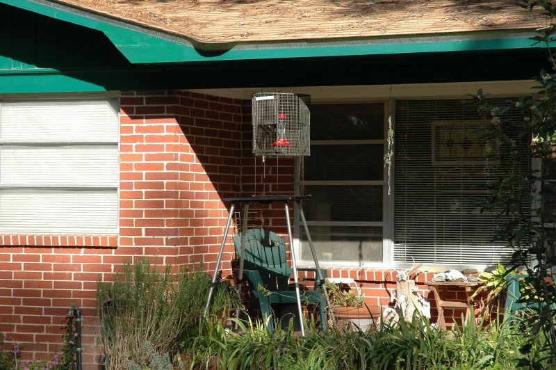 Hummer trap with feeder inside