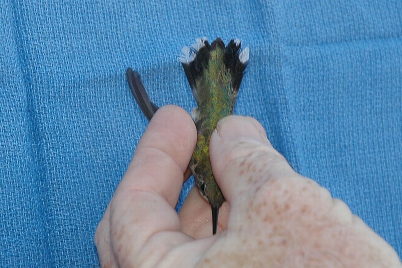 White tipped tail feathers indicate a female