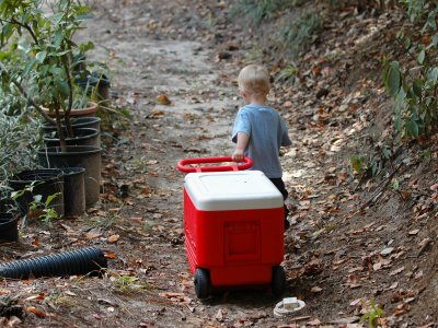 Pulling his cooler