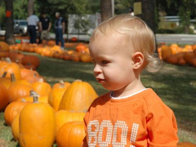 That's a lot of pumpkins