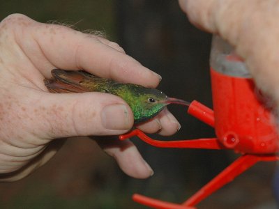 Fred gives the bird a drink