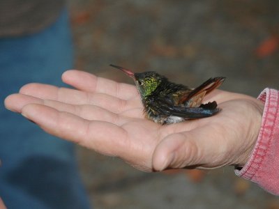 Tallahassee's Second Buff-bellied Hummingbird    Returns!