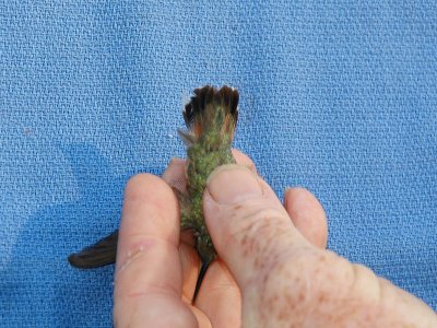 The tail, R1's spade shape indicates Calliope