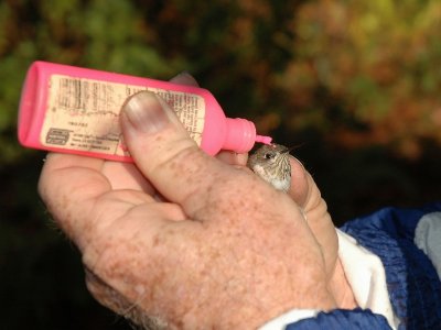 Fred applies a thin pink line for identification