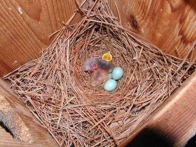 Cowbird in Bluebird nest - June 2002