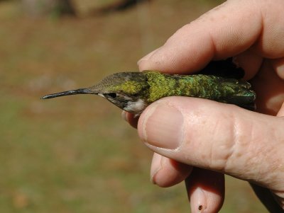 Female Ruby Throated