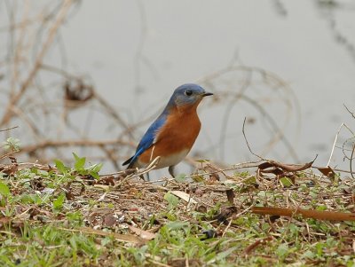 Eastern Bluebird