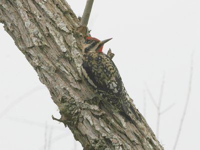 Yellow bellied Sapsucker