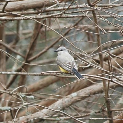 Western Kingbird