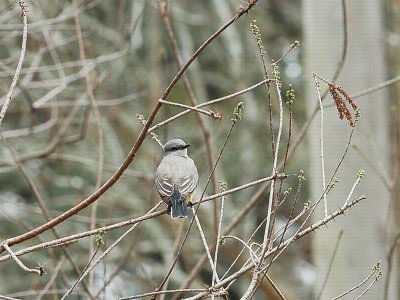 Western Kingbird