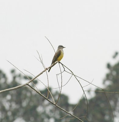 Western Kingbird