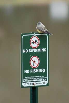 Western Kingbird