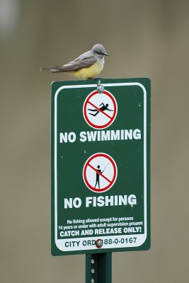 Western Kingbird