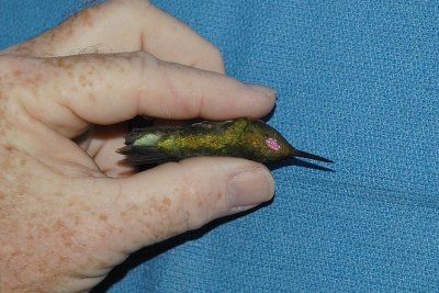 Back of bird with pink identification mark