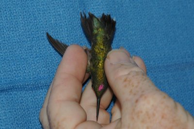 Tail feathers with juvenile white tips