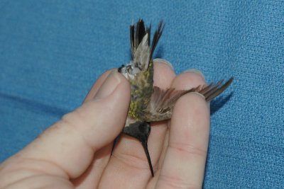 Underside, well worn feathers