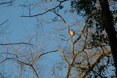 A Red Shouldered hawk oversees the banding