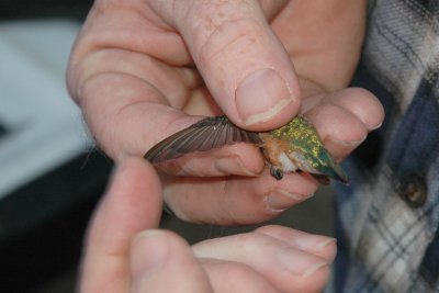 Fred points to feathers ready to molt