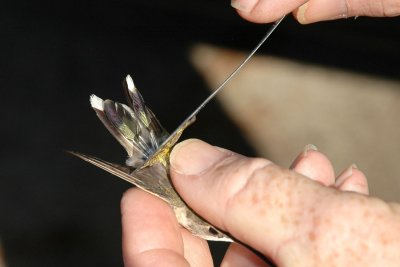 Notice the new tail feathers in pins