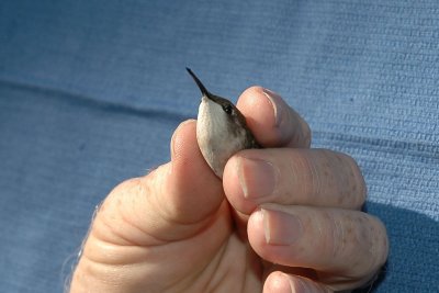 View of the clear white throat