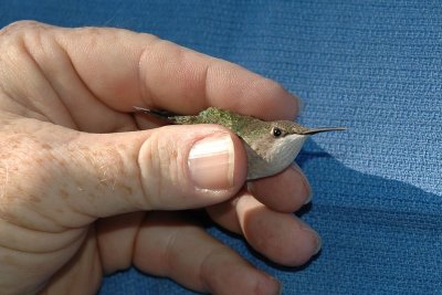 Side view of the head