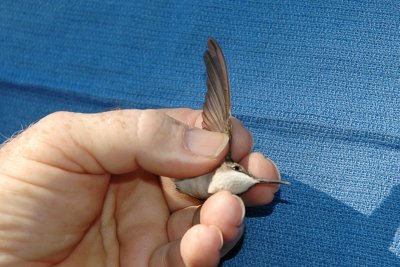 Wing feathers