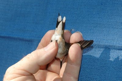 Underside of bird's tail