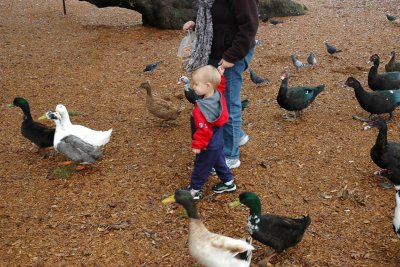 Brooks and his ducks