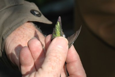 Checking the wing molt pattern
