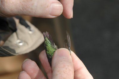 Note the pin feathers