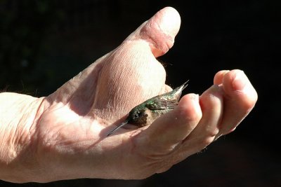 Bird in hand