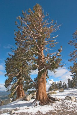 Early snow Tahoe area.jpg