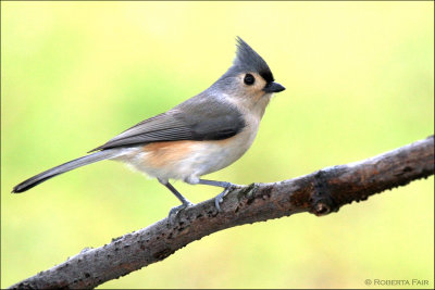 Tufted Titmouse