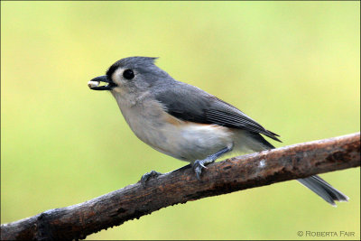 Tufted Titmouse