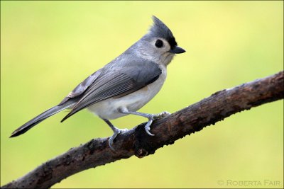 Tufted Titmouse
