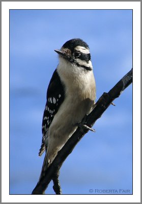 Woodpecker