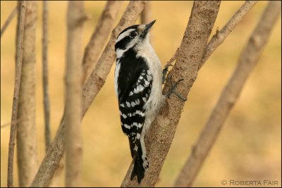 Woodpecker