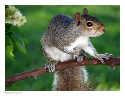 Squirrel