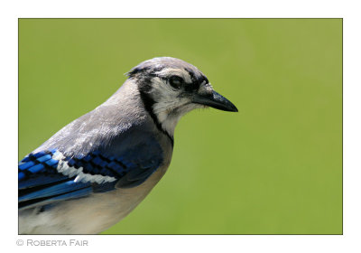 Blue Jay