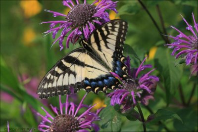 Tiger Swallowtail