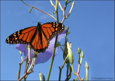  Monarch Butterfly