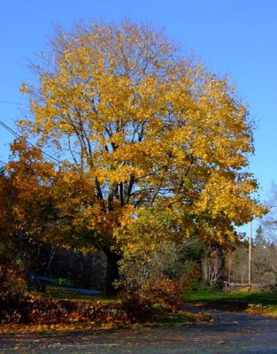 Big Yellow Tree