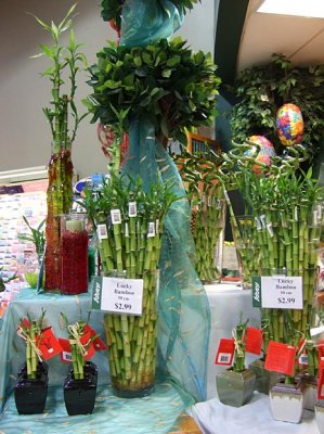 Bamboo Display