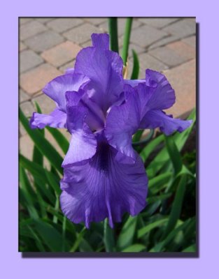 Pretty In Purple