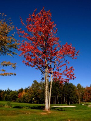 Golf Course Tree